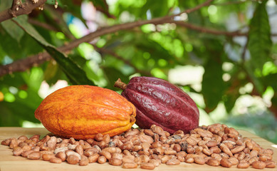 Close up of cacao crop
