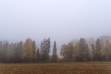 Autumnal landscape,misty morning in meadow.