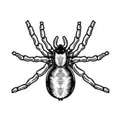 Spider illustration in engraving style. Halloween theme. Design element for poster, card, banner, emblem,