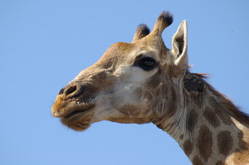 a Giraffe left profile Kruger
