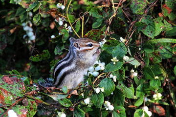 Chipmunk on a branch eats white berries.