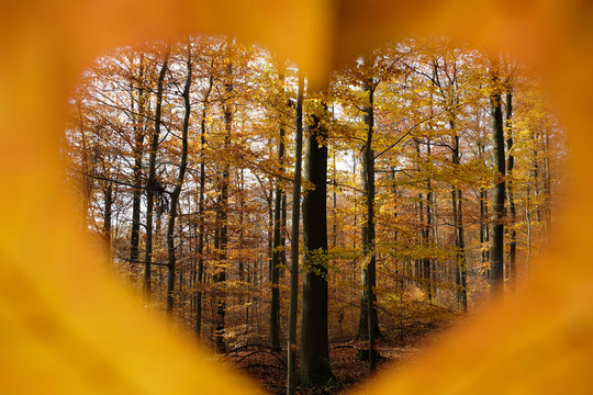 Mixed (coniferous) autumn forest seen through yellow red orange heart shape maple leaf. Nature lover, environmental awareness, save the forest, secure the future for children and the next generation.