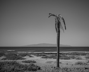 Lonely palm
