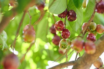 Perote red fruits