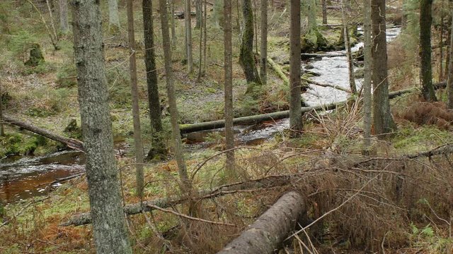Winding forest stream in the valley, windbreak forest, autumn landscape, panorama, part one