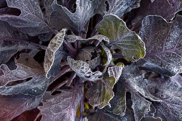 Purple cabbage with hoarfrost on leaves , autumn color , top view