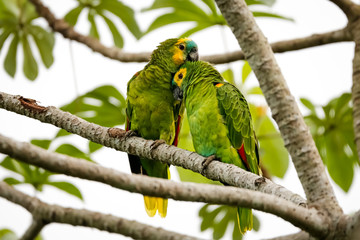 Close up of lovely couple of Blue-crowned parakeets perched cuddling together on a tree branch, Pantanal Wetlands, Mato Grosso, Brazil