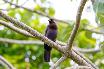 Purplish Jay perched on a bare branch against green background, Pantanal Wetlands, Mato Grosso, Brazil