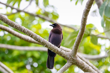 Close up of a Purplish Jay perched on a bare branch against green background, Pantanal Wetlands, Mato Grosso, Brazil