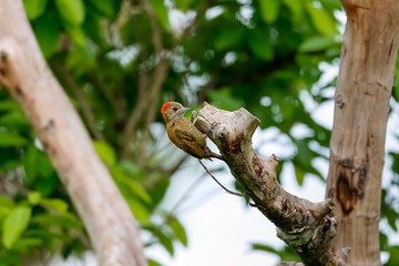 Little Woodpecker foraging in a tree branch, Pantanal Wetlands, Mato Grosso, Brazil