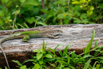 Colorful Green Jungle Runner on a dead tree trunk on forest ground, Pantanal Wetlands, Mato Grosso, Brazil