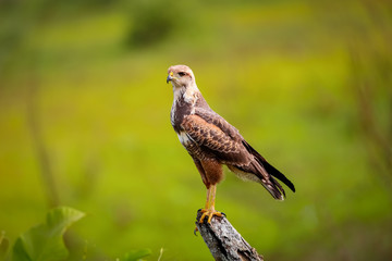 Savanna Hawk perched on a fence post against green defocused background, Pantanal Wetlands, Mato Grosso, Brazil