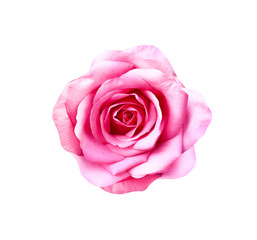 Rose flowers Colorful bright fresh pink petal sweet patterns head with water drops isolated on white background top view