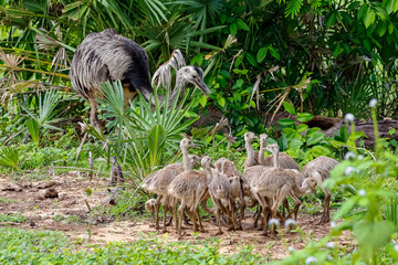 Close up of a of  Nandu or Rhea mother with her chicks in natural habitat, Pantanal Wetlands, Mato Grosso, Brazil © Uwe Bergwitz