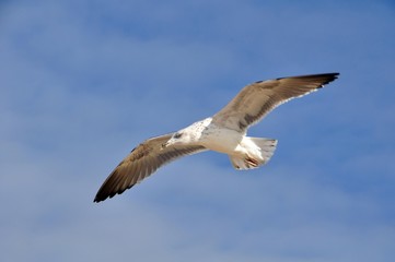 Möwen am Strand von Monte Gordo-Algarve
