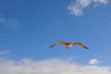 Möwen am Strand von Monte Gordo-Algarve
