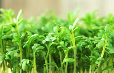 fresh green sprouts of cultivated garden cress
