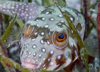 Puffer fish