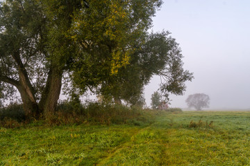 Fototapeta premium Dolina Górnej Narwi, Mglisty poranek, Narew, Podlasie, Polska
