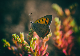 butterfly on flower