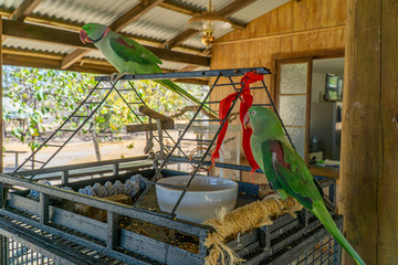 two green parrots sitting on a cage in the north of Australia