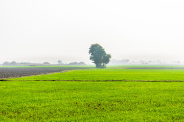 Landscape View Of Wheat FIelds