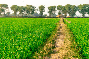 Fototapeta na wymiar Landscape View Of Wheat FIelds