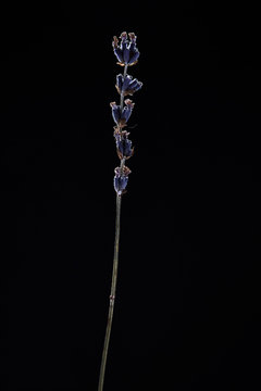 Lavender Bouquet Of Dried Flowers Dried Flowers On A Black Background