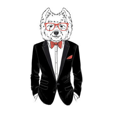 Humanized West Highland white terrier breed dog dressed up in classy outfits. Design for dogs lovers. Fashion anthropomorphic doggy illustration. Animal wear tuxedo, tie bow, glasses. Hand drawn