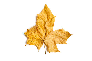Yellow autumn maple leaf isolated on white background. Dry fall foliage