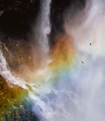 虹かかる日光華厳の滝に舞うイワツバメ