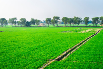 Fototapeta na wymiar Landscape View Of Wheat FIelds