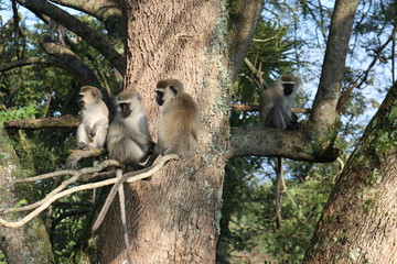 Vervet monkeys in Uganda