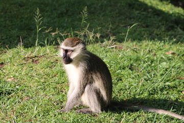 Vervet monkey in Uganda