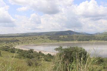 Obraz premium Hippos at the Lake Edward in Uganda