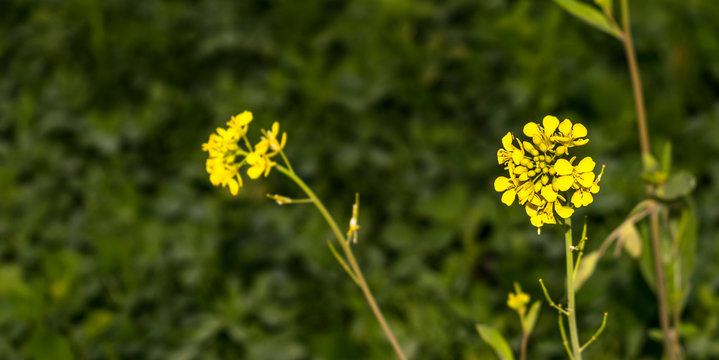 Mustar flowers