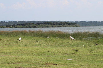 Fototapeta na wymiar Yellow-billed stork in the Lake Edward in Uganda