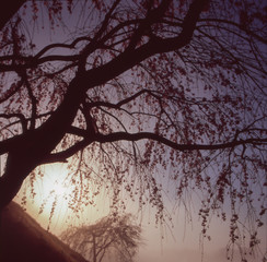しだれ桜に朝霧と朝日射す風景写真