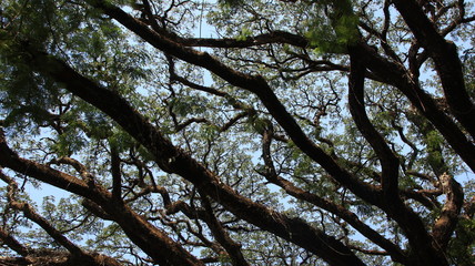 shady trees, seen from below with blue sky