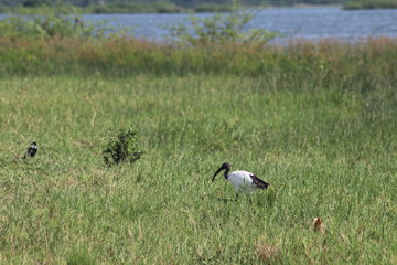 Black ibis at the Lake Edward in Uganda