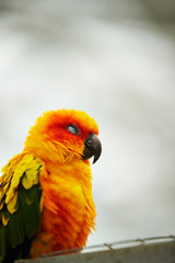 Sun conure in the park