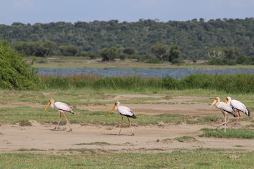 Yellow-billed stork in the Lake Edward in Uganda