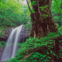 日光マックラ滝と自然豊かな森の主