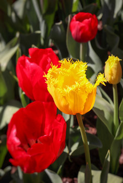 Fringed yellow tulip plant spring outdoors gardening