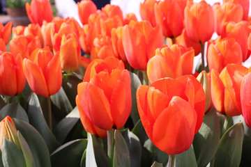 field of orange tulips nature gardening photography