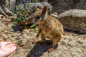 a cute looking wallaby trustfully eats food from one hand