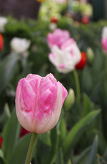 pink tulips plant in the garden natural flower photography
