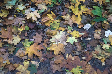 Background of yellowed autumn leaves shot closeup.