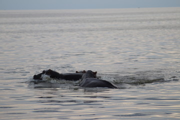 Naklejka premium Hippos at sunset in the Lake Edward in Uganda