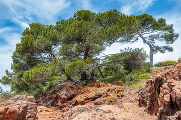 Kiefer, Bäume an der Felsenküste in St. Raphael, Provence, Frankreich